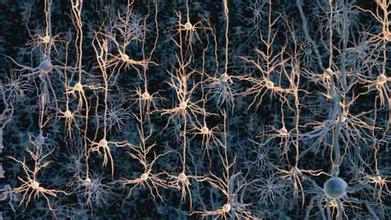 大脑神经网络图